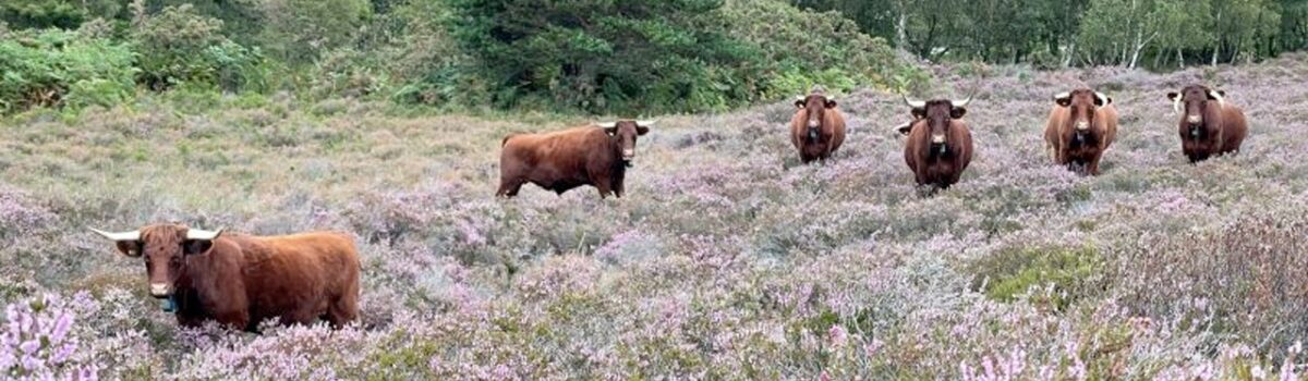 Credit-Mark-Singleton_cattle-grazing-on-Purbeck
