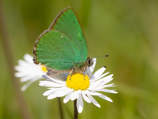 Events-Green-Hairstreak
