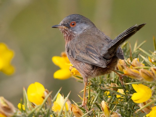 Join-Dartford-Warbler