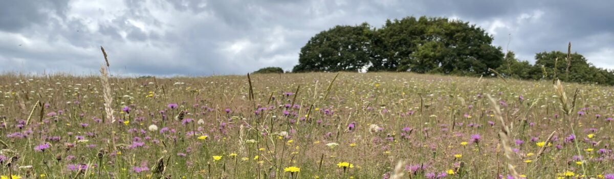 ScotlandFarmMeadowMarkSingleton(2023) - copy