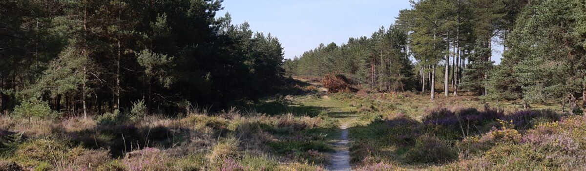 Wareham Forest (credit Mark Warn)